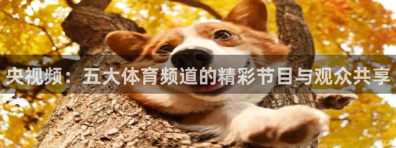 劲爆体育在线直播